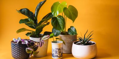 Best indoor plants for clean air
