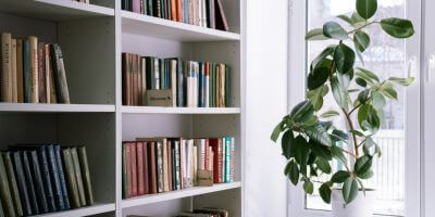 Best indoor plants for clean air
